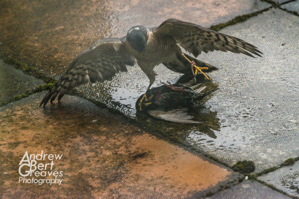 A sparrowhawk pinning down a starling
