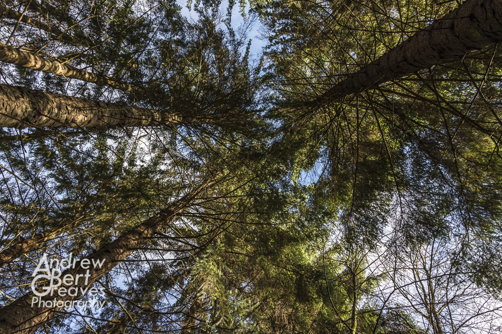 Looking up at pine trees in Queen Elizabeth Forest, Scotland