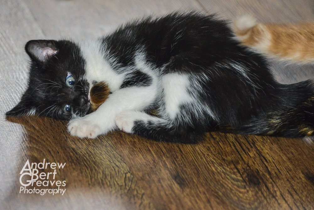 a black and white kitten
