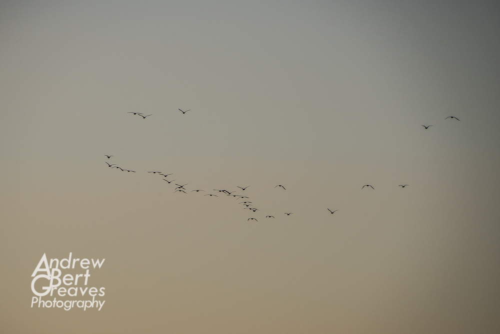 birds in flight at dusk