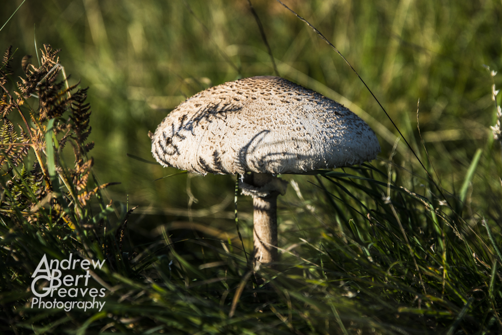 a parasol mushroom