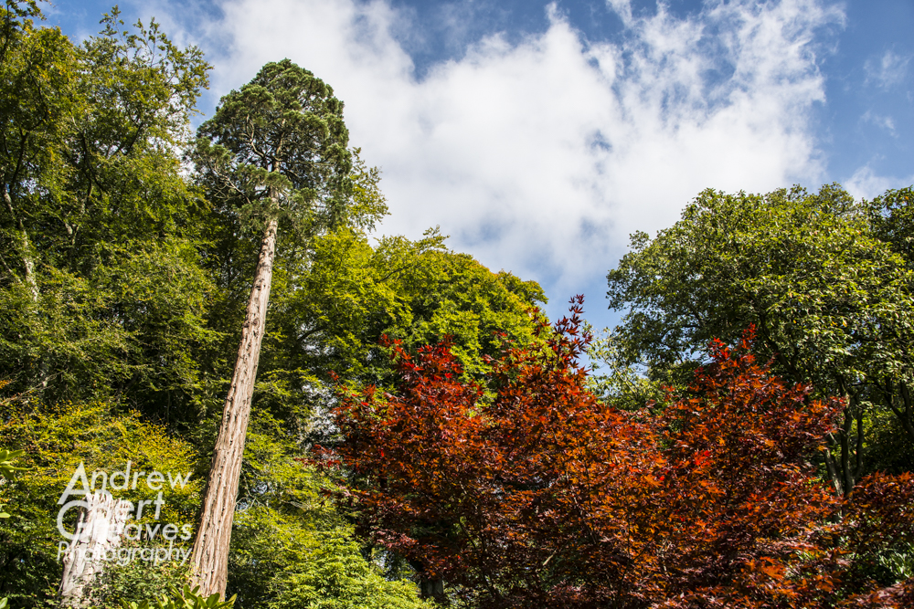 looking up at trees at Stourhead