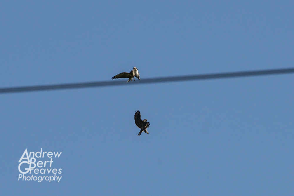 two birds of prey fighting in flight