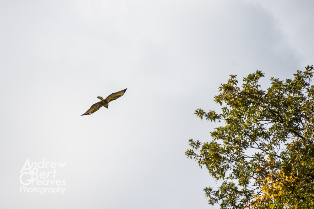 A common buzzard in flight over trees