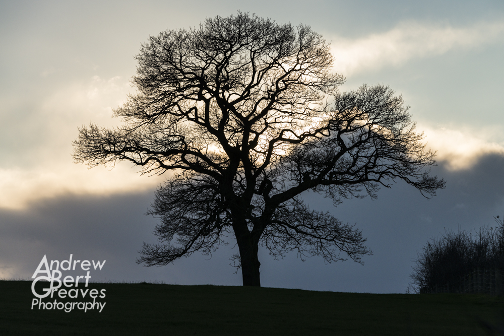 A tree silhouetted on the skyline