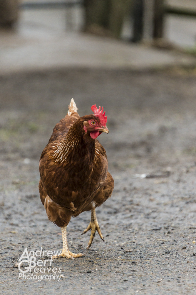 a brown chicken walking towards the camera