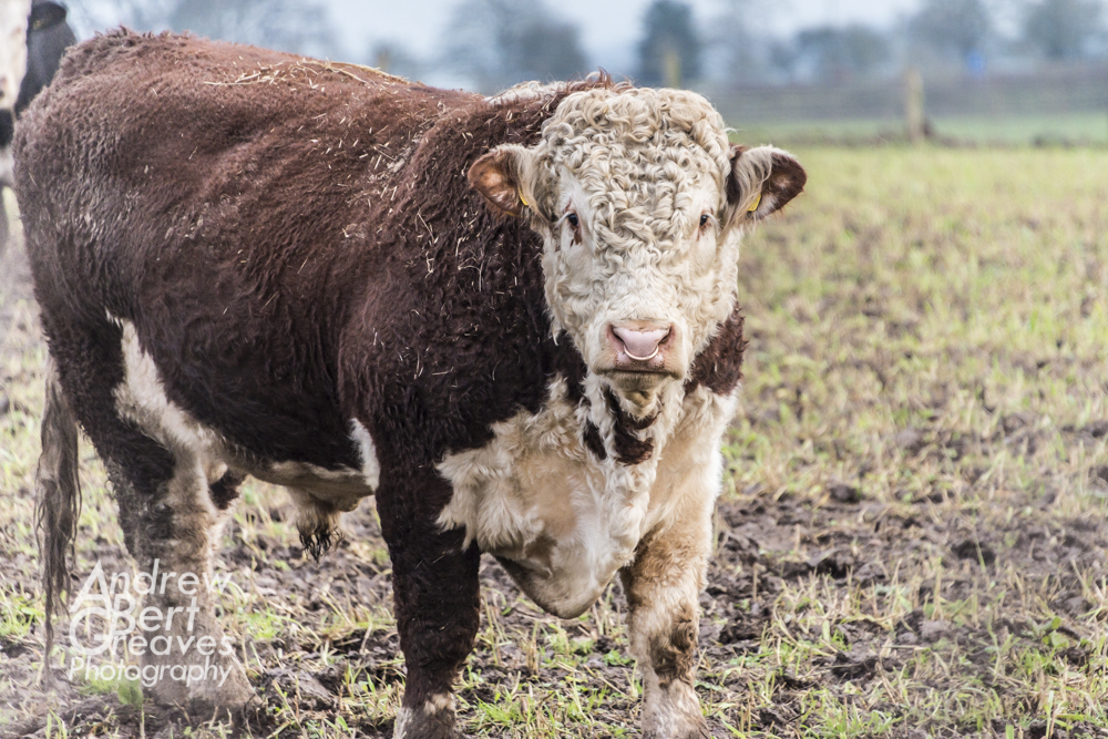 a brown bull with a ring through it's nose staring at the camera
