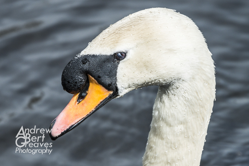 Close up of a mute swan's head