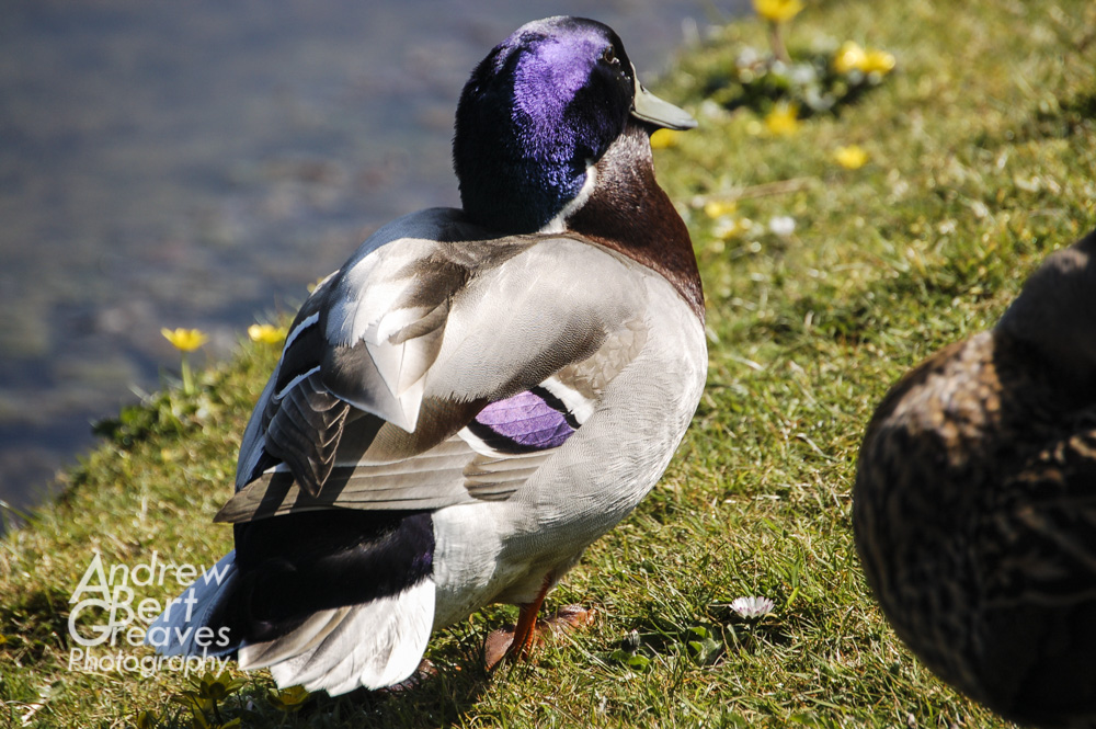 A purple headed mallard duck