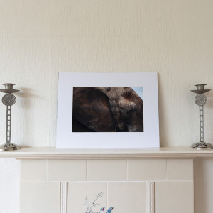 Elephant Eye Print