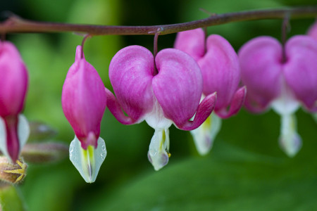 Heart Dicentra flower