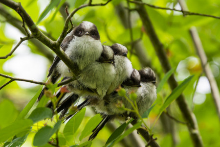 Long tailed tits