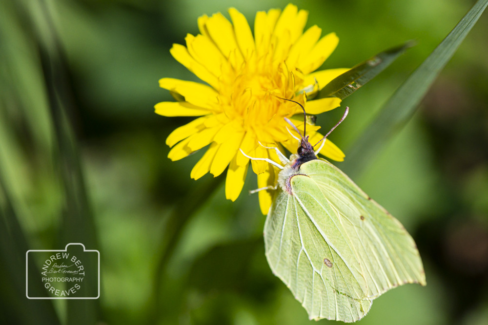 Brimstone butterfly (Gonepteryx rhamni) Brimstone butterfly