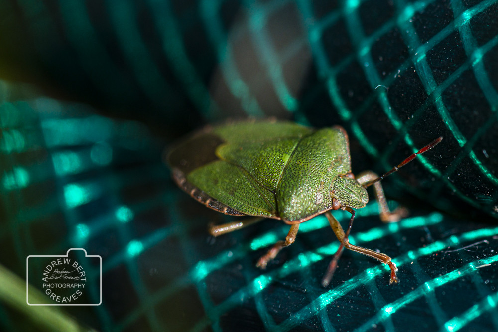 Green shield bug (Palomena prasina) Green shield bug