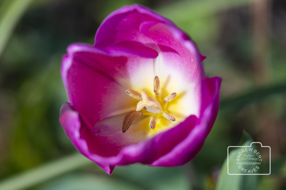 Tulip flower Tulip flower