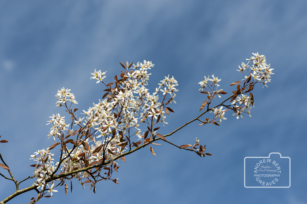 Snowy mespilus (Amelanchier lamarckii) Snowy mespilus