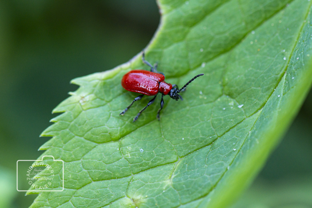 Scarlet lily beetle (Lilioceris lilii) Scarlet lily beetle