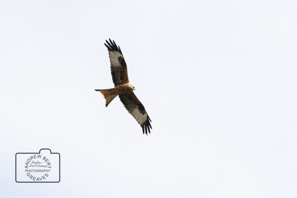 Red Kite in flight (Milvus milvus) Red Kite in flight