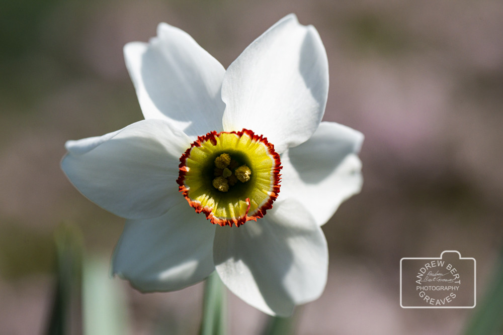 Old pheasant's eye daffodil (Narcissus poeticus var. recurvus) Old pheasant's eye daffodil