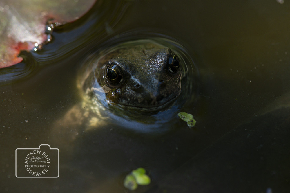 Common frog (Rana temporaria) Common frog