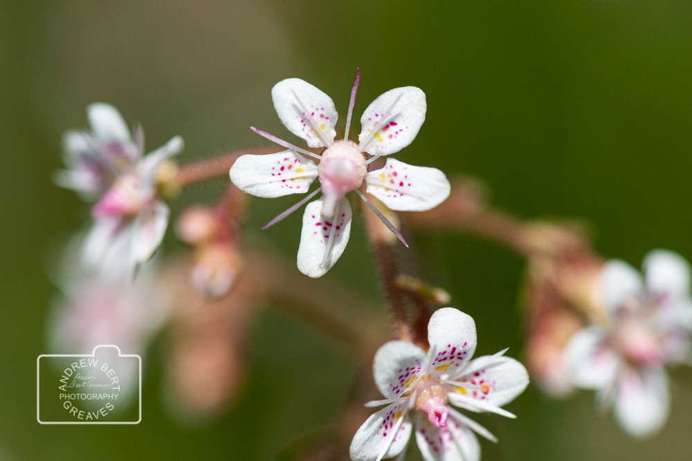 London pride (Saxifraga × urbium) London pride (Saxifraga × urbium)