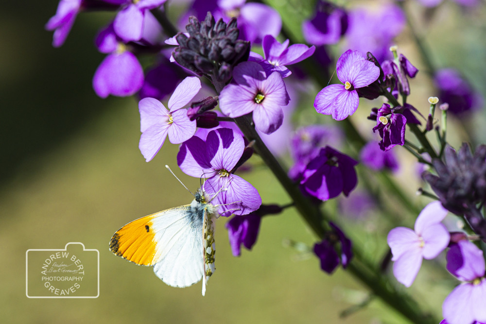 Male orange tip butterfly (Anthocharis cardamines) Male orange tip butterfly