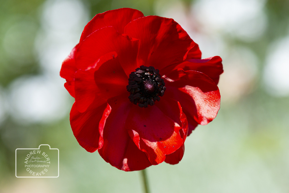 Red Ranunculus Red Ranunculus