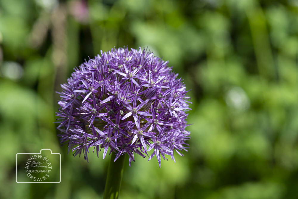 Allium 'Globemaster' Allium 'Globemaster'