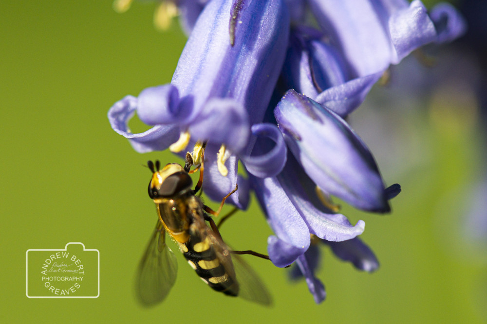 Migrant Hoverfly (Eupeodes corollae) Migrant Hoverfly