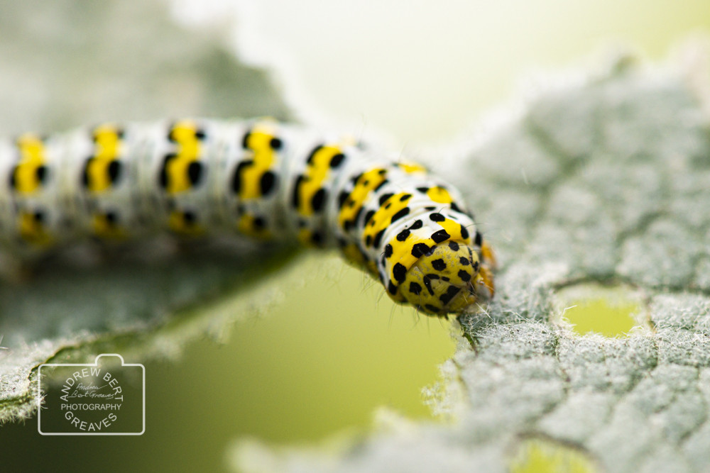 Mullein moth caterpillar (Cucullia verbasci) Mullein moth caterpillar