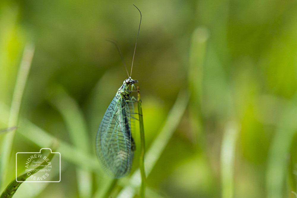 Green lacewing (Chrysopa perla) Green lacewing (Chrysopa perla)