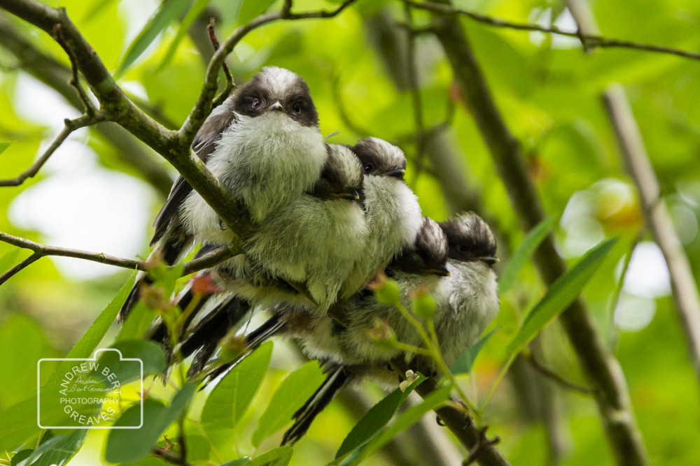 Young long-tailed tits (Aegithalos caudatus) young Long-tailed tits
