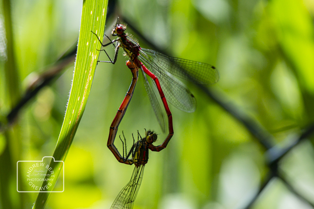 Large red damselflies (Pyrrhosoma nymphula) Large red damselflies