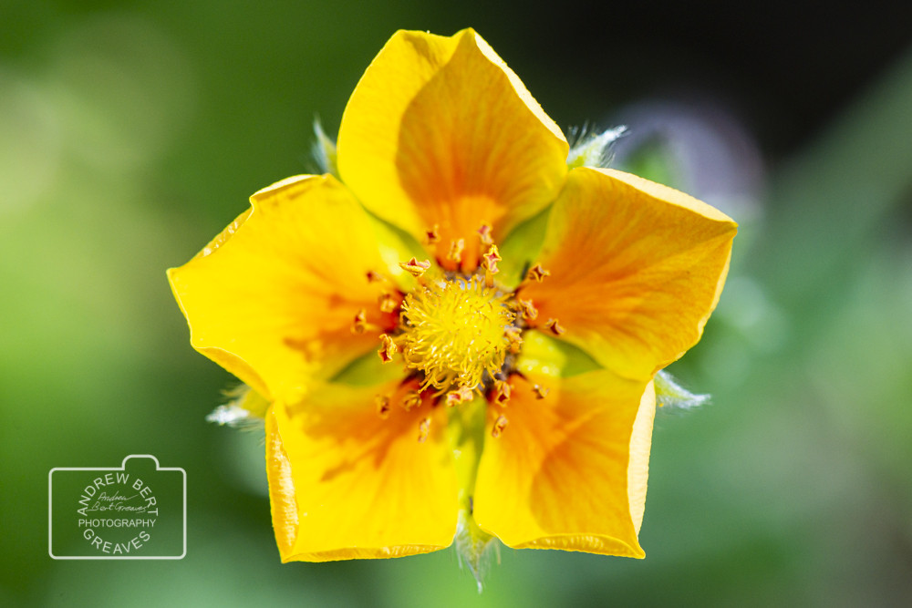 Potentilla Potentilla