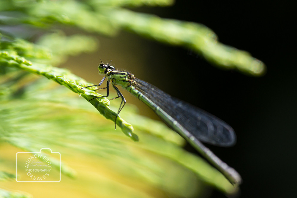 Azure damselfly (Coenagrion puella) Azure damselfly