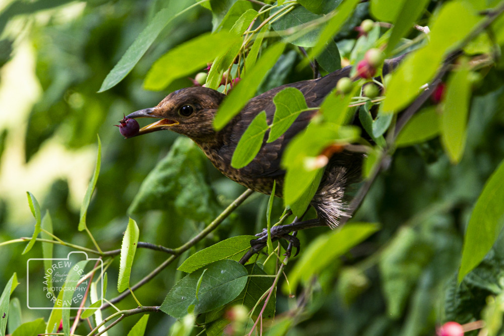 Blackbird (Turdus merula) Blackbird (Turdus merula)