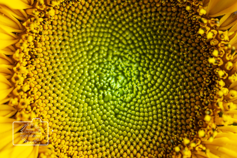 Close up of a sunflower Close up of a sunflower