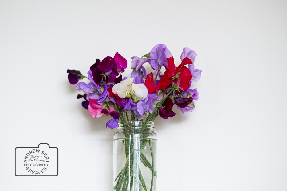 Sweet pea flowers Sweet pea flowers
