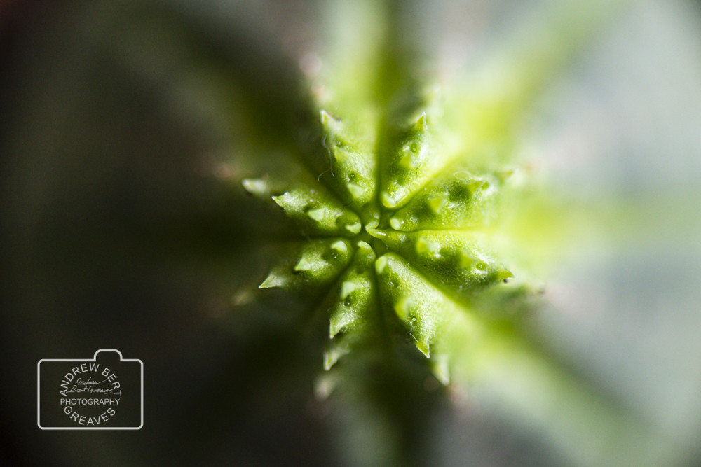 Close up of a gingham golf ball (Euphorbia obesa) Close up of a gingham golf ball (Euphorbia obesa)
