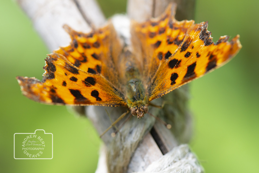 Comma butterfly (Polygonia c-album) Comma butterfly