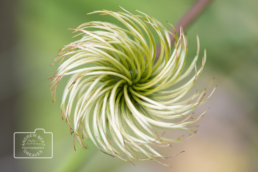 Clematis seed head Clematis seed head