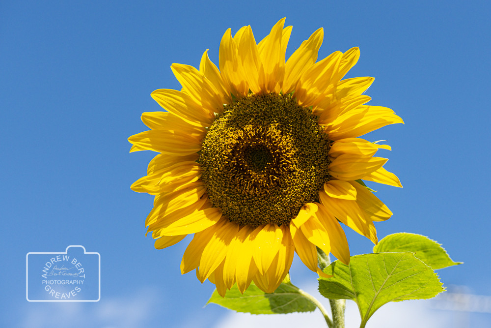 Sunflower Sunflower