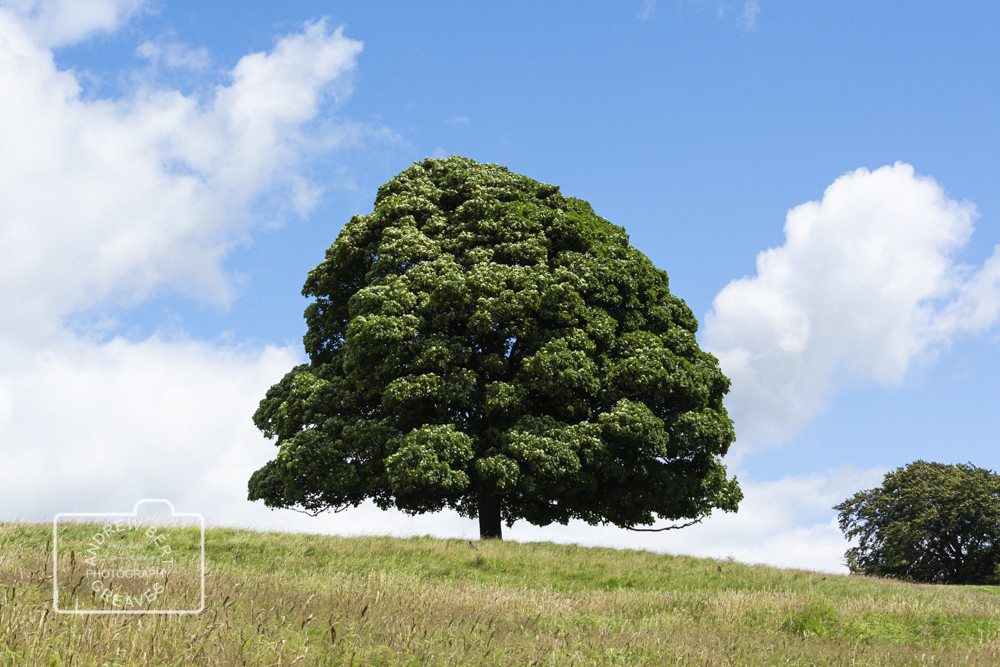 tree on a hill