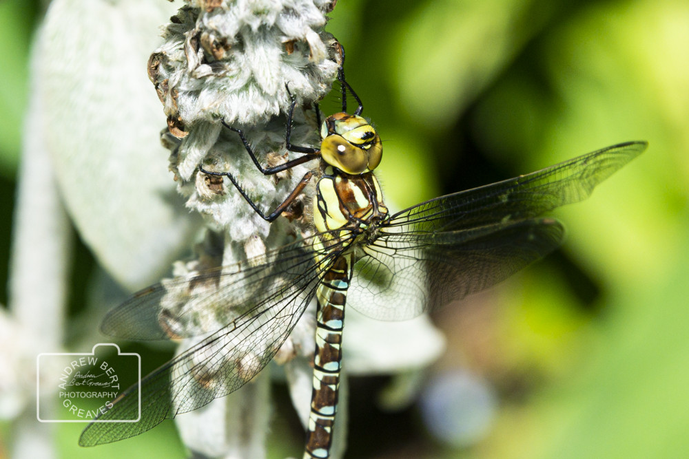 Migrant hawker dragonfly (Aeshna mixta) Migrant hawker dragonfly (Aeshna mixta)