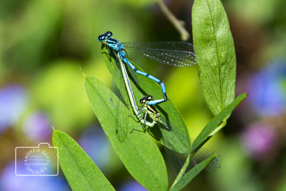 Azure damselflies (Coenagrion puella) Azure damselflies (Coenagrion puella)
