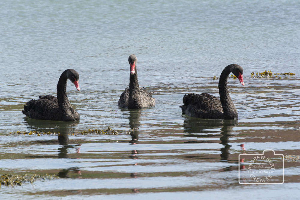 Three black swans (Cygnus atratus) Three black swans (Cygnus atratus)