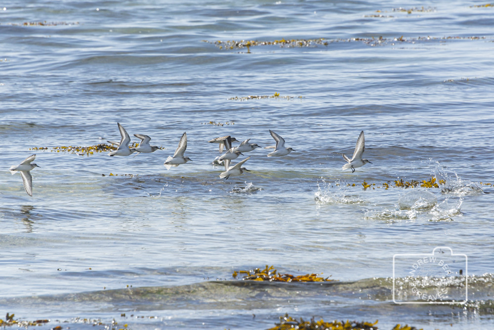 Sanderlings (Calidris alba) in flight Sanderlings (Calidris alba) in flight