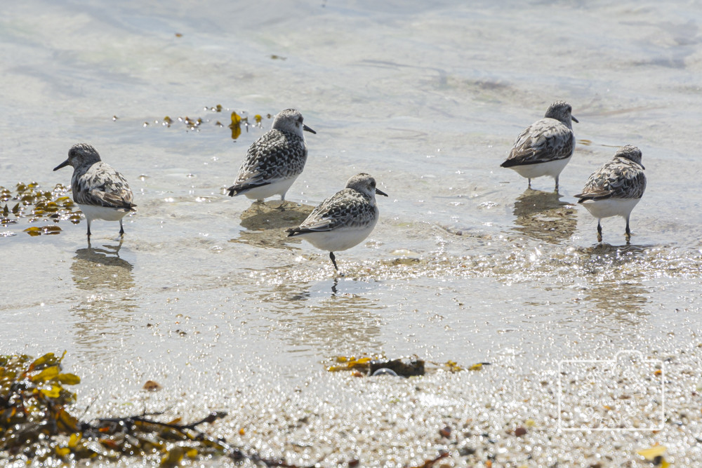 Sanderlings (Calidris alba) Sanderlings (Calidris alba)