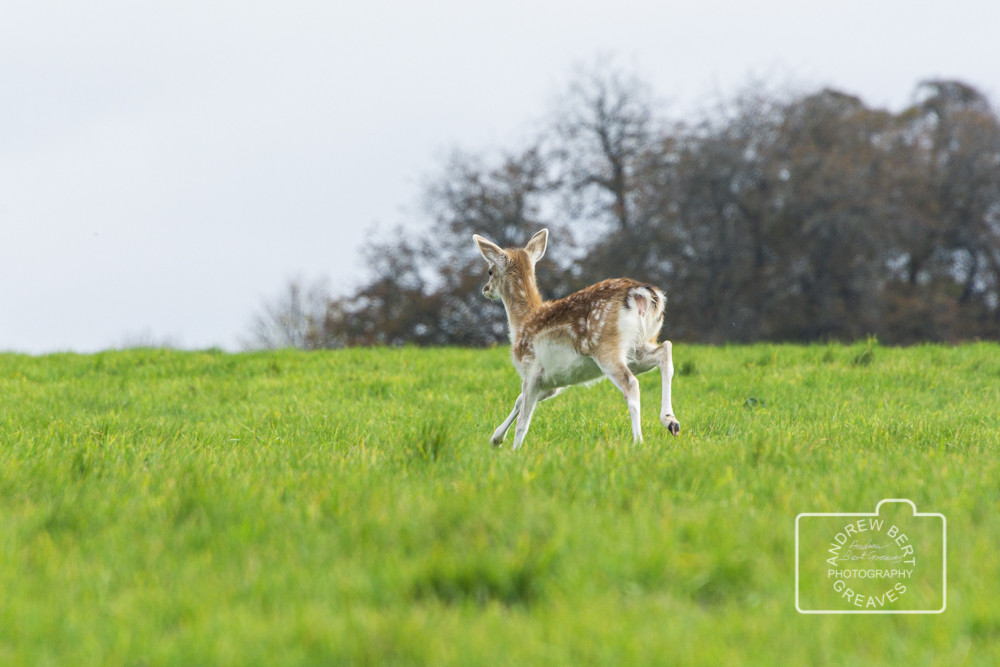 Young fallow deer (Dama dama) running Young fallow deer (Dama dama) running