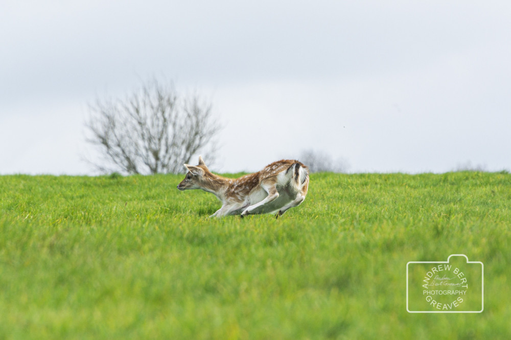 Young fallow deer (Dama dama) running Young fallow deer (Dama dama) running